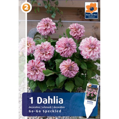 Dahlia Patio Go-Go Speckled / Georgin