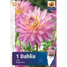 Dahlia Cactus Sabrina / Georgin