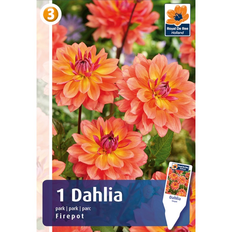 Dahlia Park Firepot / Georgin