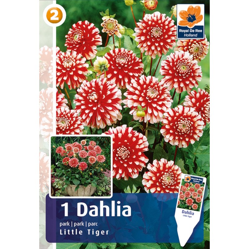 Dahlia Park Little Tiger / Georgin