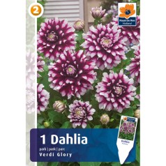 Dahlia Park Verdi Glory / Georgin