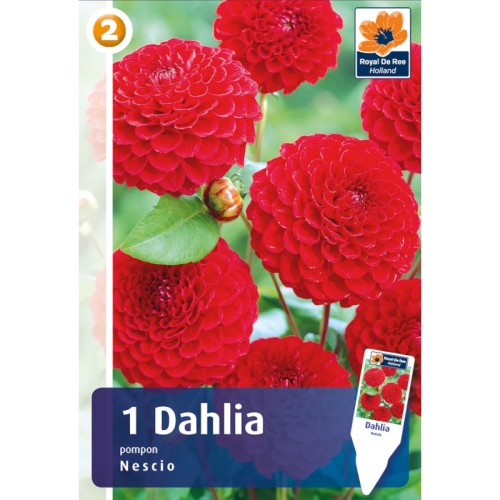 Dahlia Pompon Nescio / Georgin