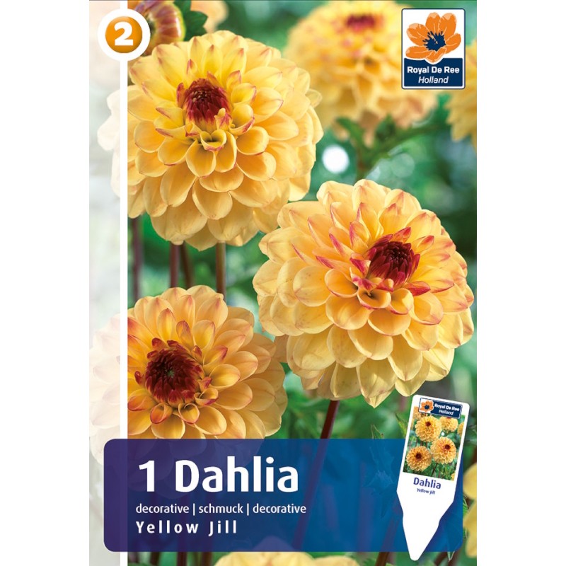 Dahlia Pompon Yellow Jill / Georgin