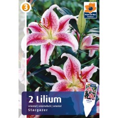 Lilje oriental Stargazer - 2 Løg