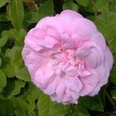 Rose Général Kléber - Mosroser