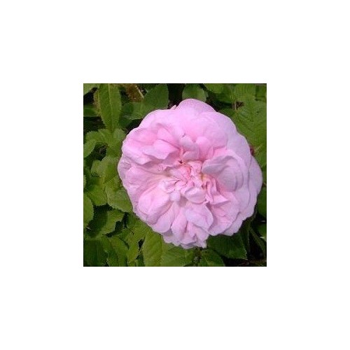 Rose Général Kléber - Mosroser