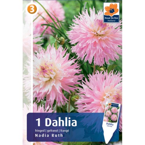 Dahlia Fringed Nadia Ruth / Georgin