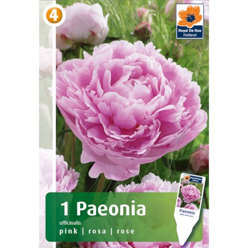 Bonderose Paeonia Officinalis Pink  - 1 knold