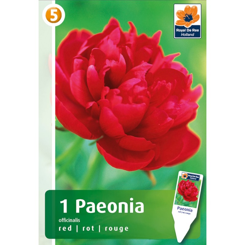 Bonderose Paeonia Officinalis Red - 1 Løg