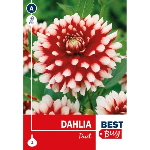 Dahlia Decorative Duet / Georgin