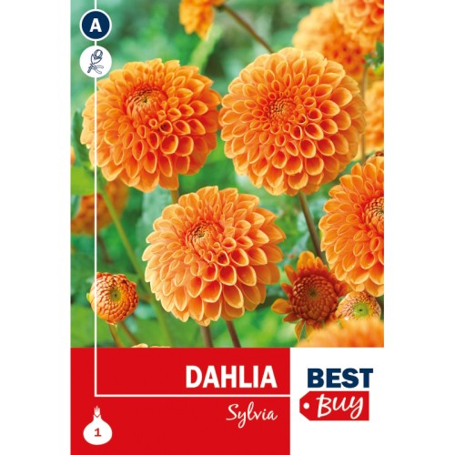 Dahlia Ball Sylvia / Georgin