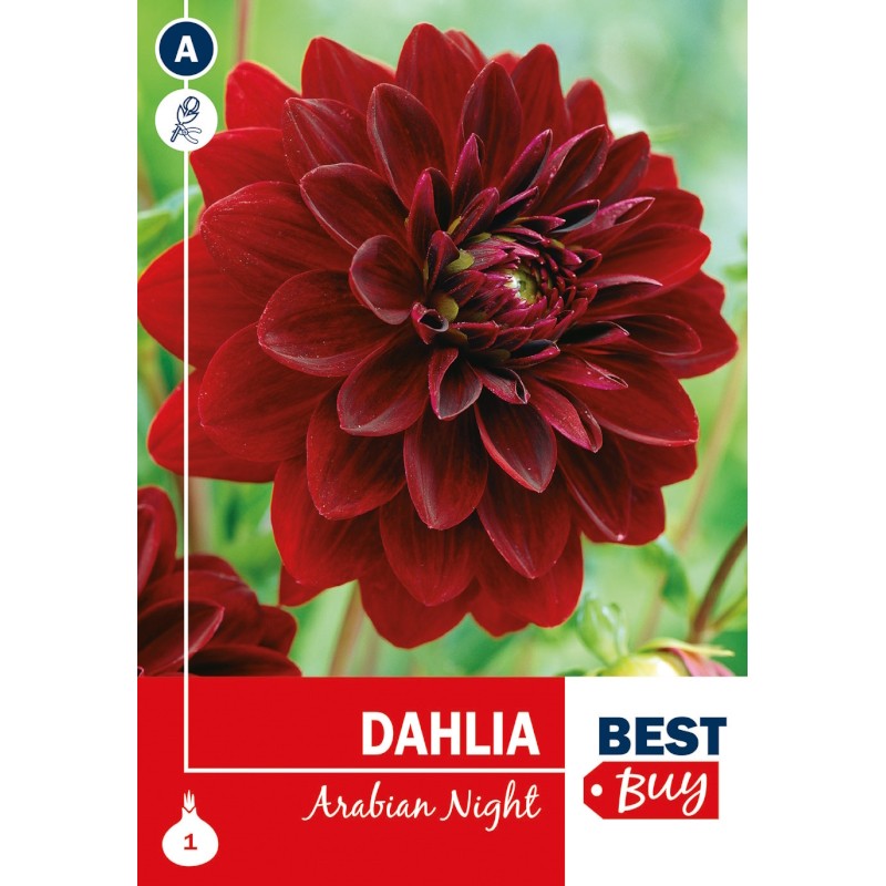 Dahlia Decorative Arabian Night / Georgin