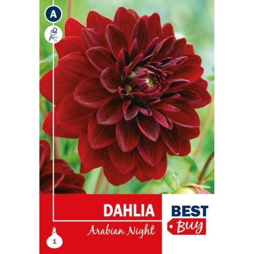 Dahlia Decorative Arabian Night / Georgin