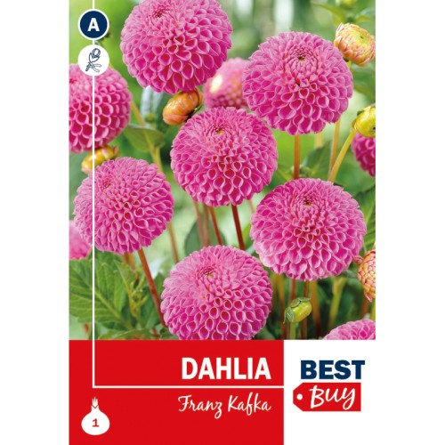 Dahlia Pompon Franz Kafka / Georgin