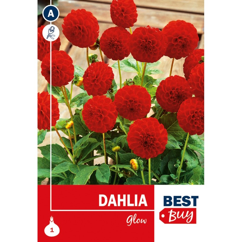 Dahlia Pompon Glow / Georgin