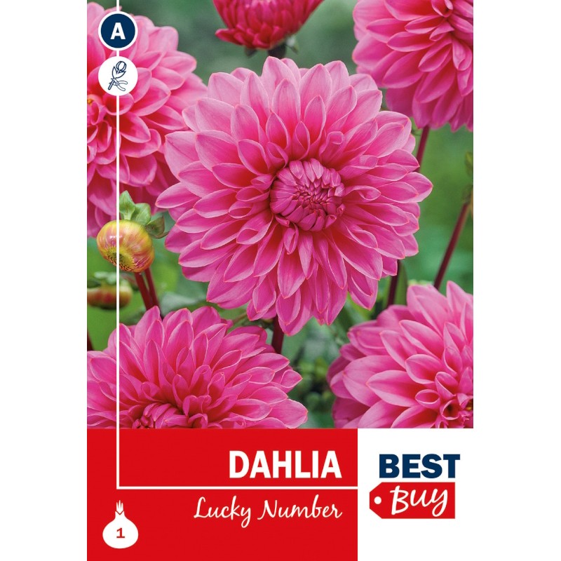 Dahlia Decorative Lucky Number / Georgin