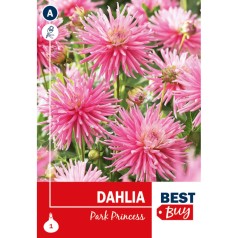 Dahlia Cactus Park Princess / Georgin