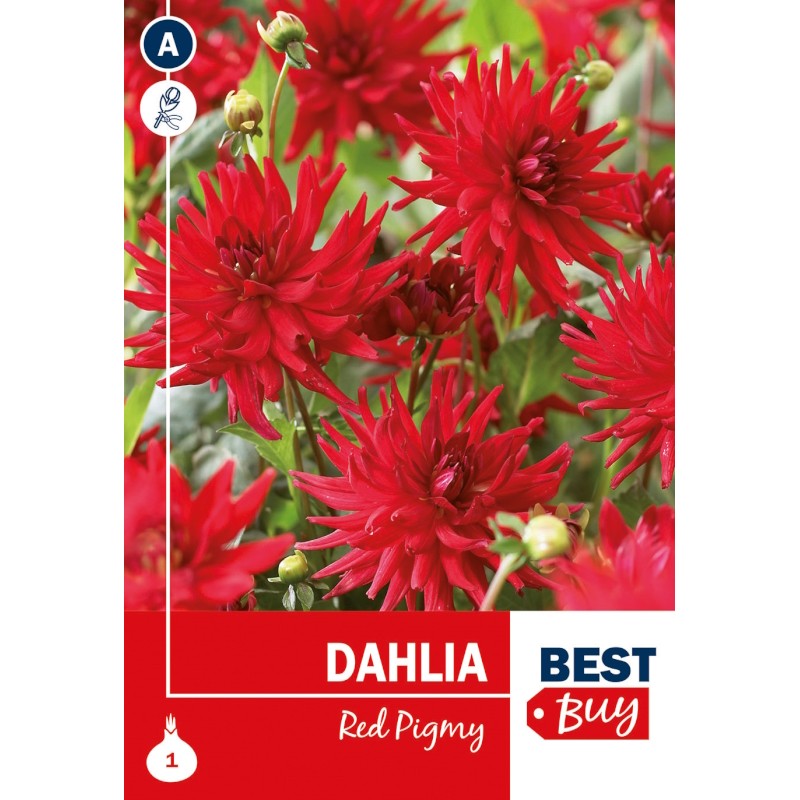 Dahlia Cactus Red Pigmy - Georgin