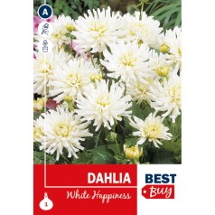 Dahlia Cactus White Happiness / Georgin