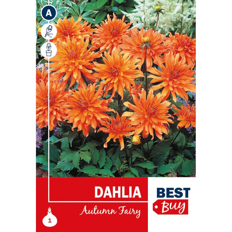 Dahlia Decorative Autumn Fairy / Georgin