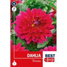 Dahlia Decorative Terrone / Georgin