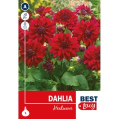 Dahlia Decorative Heatwave / Georgin