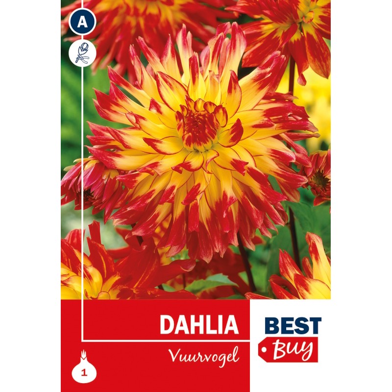 Dahlia Cactus Vuurvogel / Georgin