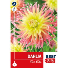 Dahlia Cactus Star Elite / Georgin