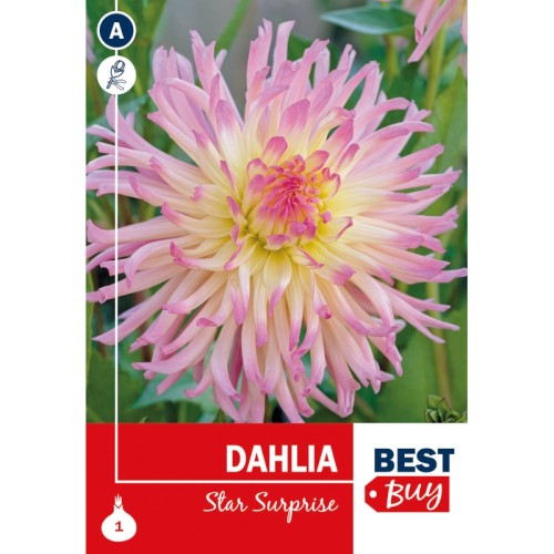 Dahlia Cactus Star Surprise / Georgin