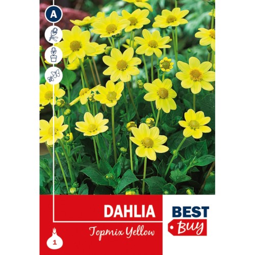 Dahlia topmix Yellow / Georgin