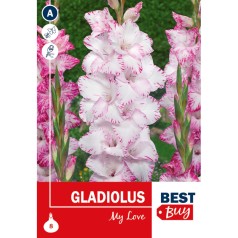 Gladiolus My Love - 8 Løg