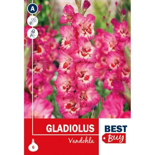 Gladiolus Vandohla - 6 Løg