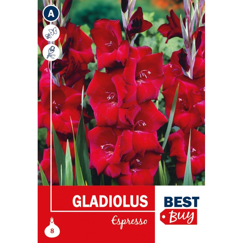 Gladiolus Espresso - 8 Løg