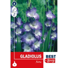 Gladiolus Nori - 6 Løg