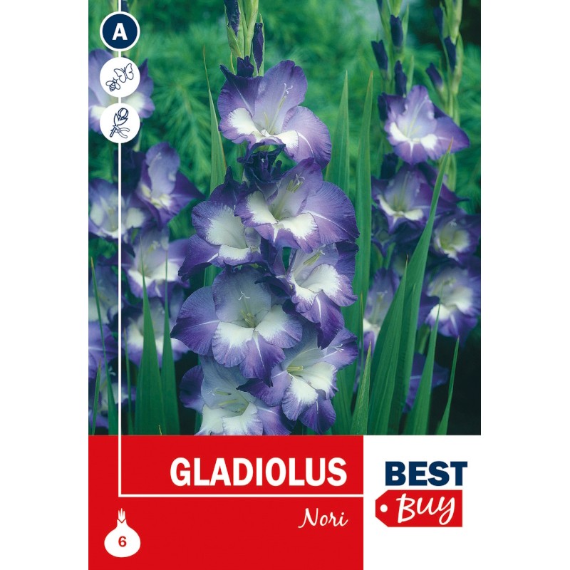 Gladiolus Nori - 6 Løg