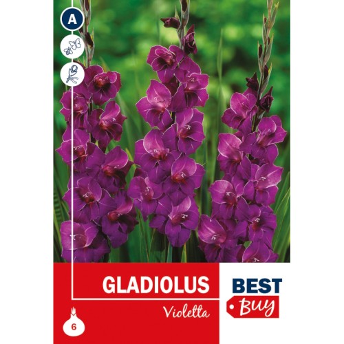 Gladiolus Violetta - 6 Løg