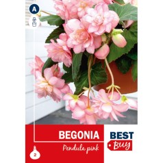 Begonia Pendula Pink - 2 Løg