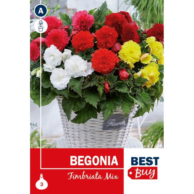 Begonia Fimbriata Mix - 3 Løg