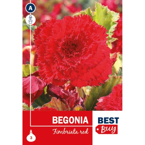 Begonia Fimbriata Red - 3 Løg