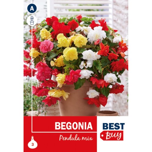 Hængebegonia, pendula mix - 3 Løg