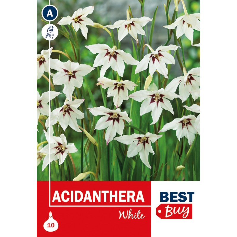 Sortøje - Acidanthera White - 10 Løg
