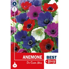 Anemone De Caen ( Fransk Anemone ) - 15 Løg