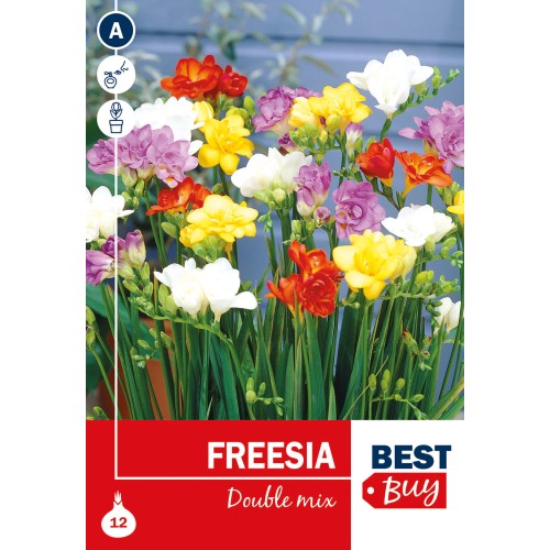 Freesia Mix dobbelt - 12 løg