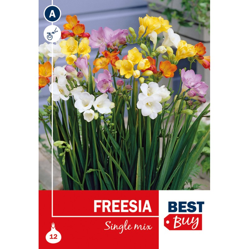 Freesia Mix enkelt - 12 løg