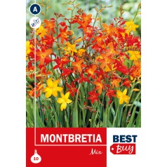 Montbretia mix -10 Løg