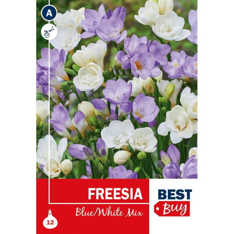 Freesia Blue/White Mix - 12 løg