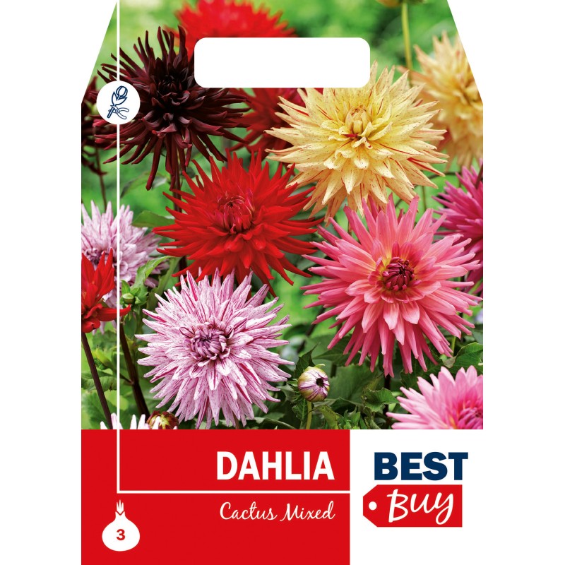 Dahlia Cactus Mix - Georgin - 3 rodknolde
