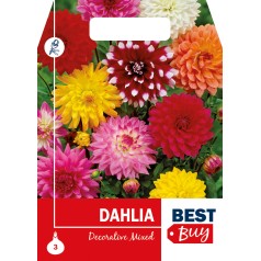 Dahlia Decorative Mix -...