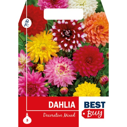 Dahlia Decorative Mix - Georgin - 3 rodknolde