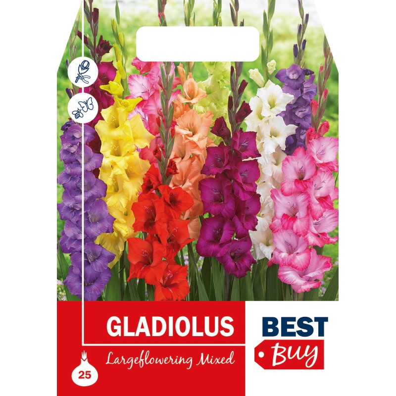 Gladiolus Largeflowering Mix - 25 Løg